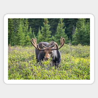 Moose Sticker